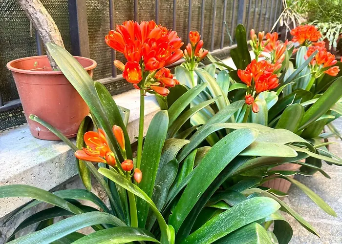 Clivia Apartmán