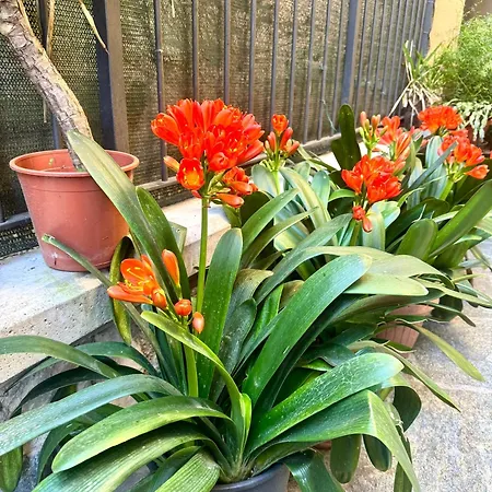 Clivia Апартаменты